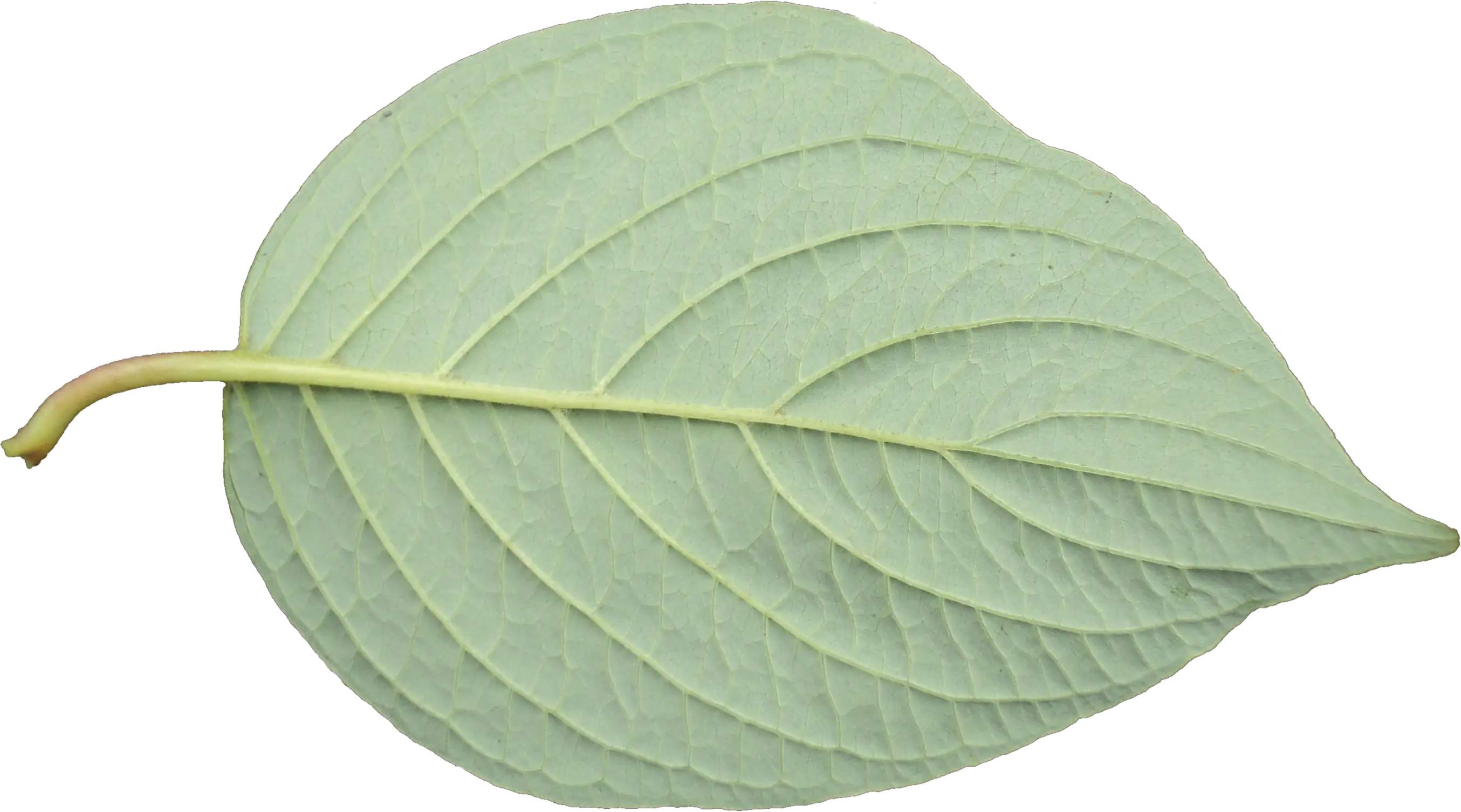 Green Leaf with Detailed Veins