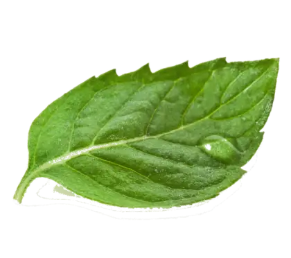 Fresh Green Leaf
