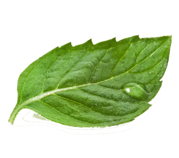 Fresh Green Leaf