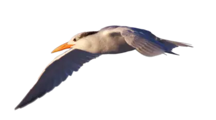 Seagull Flying Over Coast