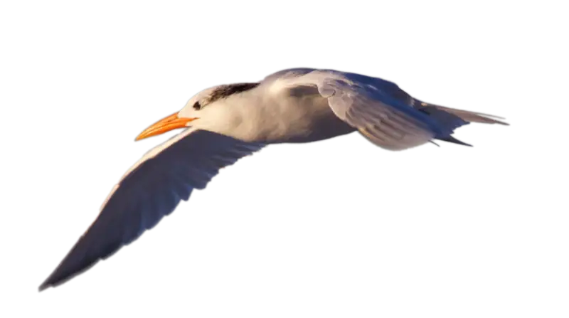 Seagull Flying Over Coast