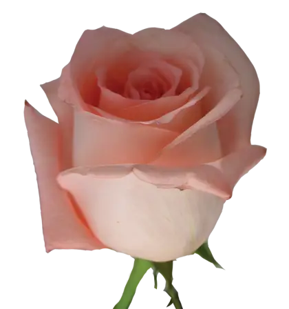 Peach-Colored Rose with Light Texture