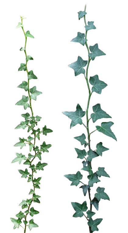 Green Ivy Vines