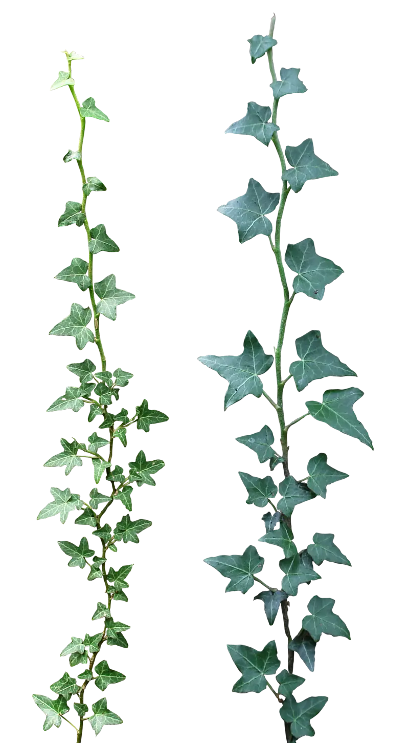 Green Ivy Vines