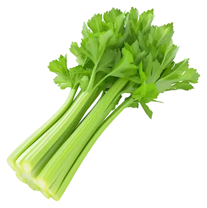 Fresh Celery Stalks