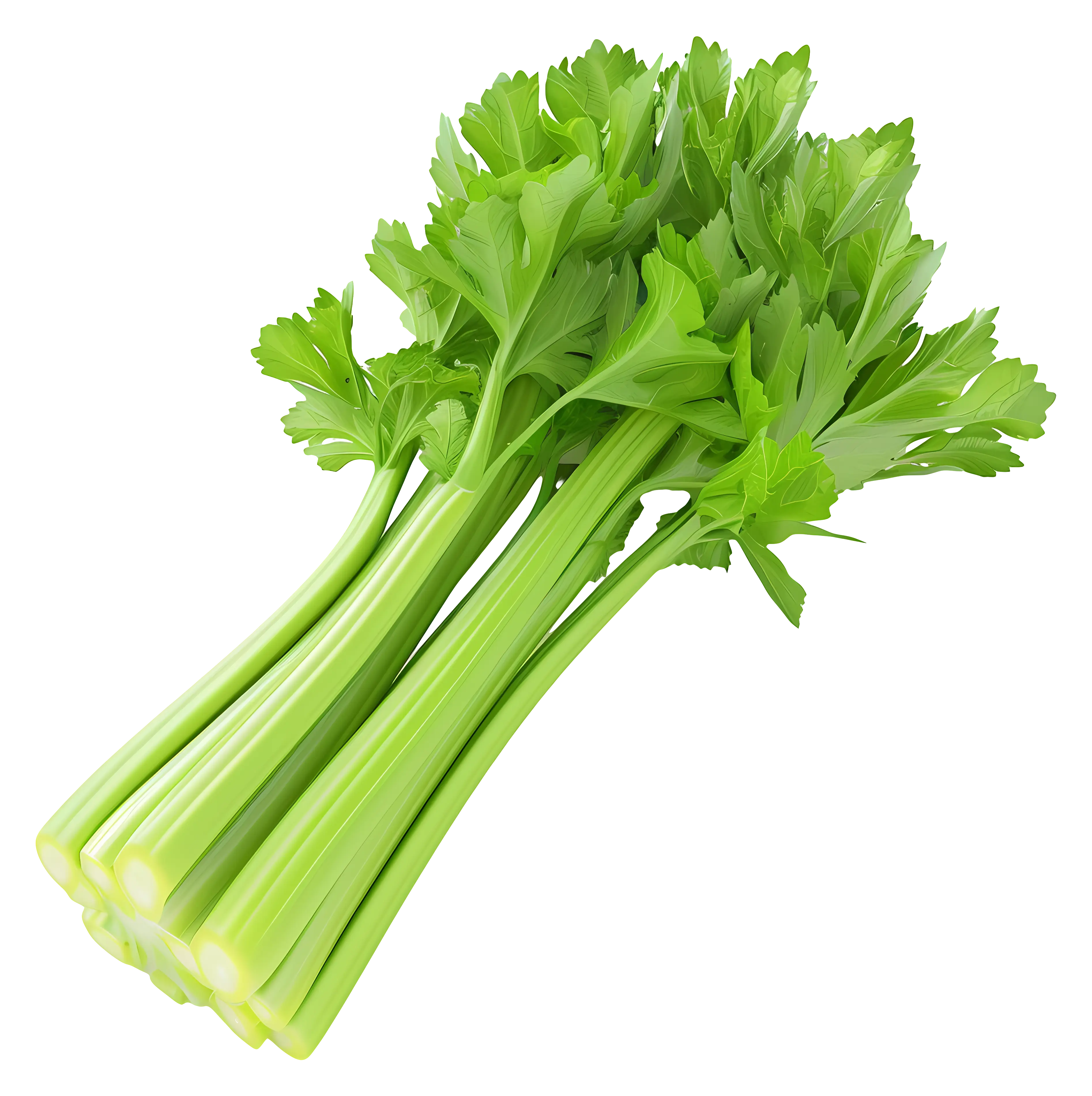 Fresh Celery Stalks