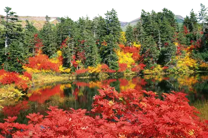 Autumn Forest by the Lake