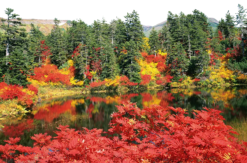 Autumn Forest by the Lake