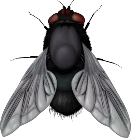 Detailed Housefly Illustration