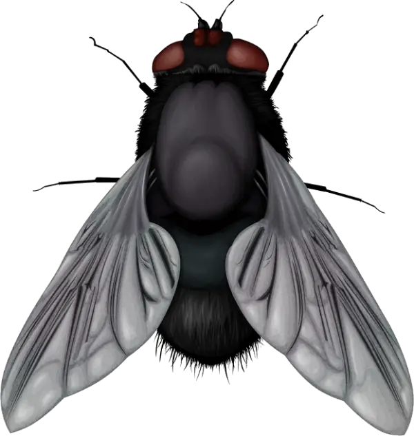 Detailed Housefly Illustration