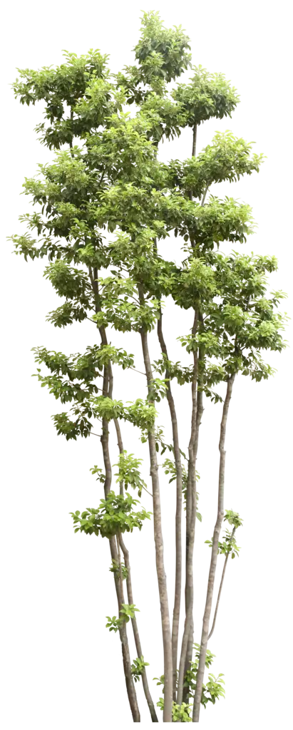 Tall Green Tree with Slim Trunks and Lush Leaves
