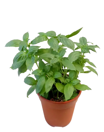 Green Plant in a Pot