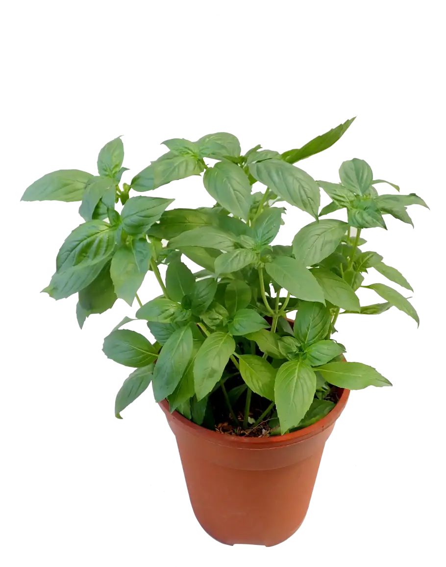 Green Plant in a Pot