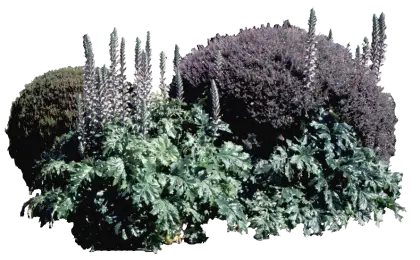 Green and Purple Bushes