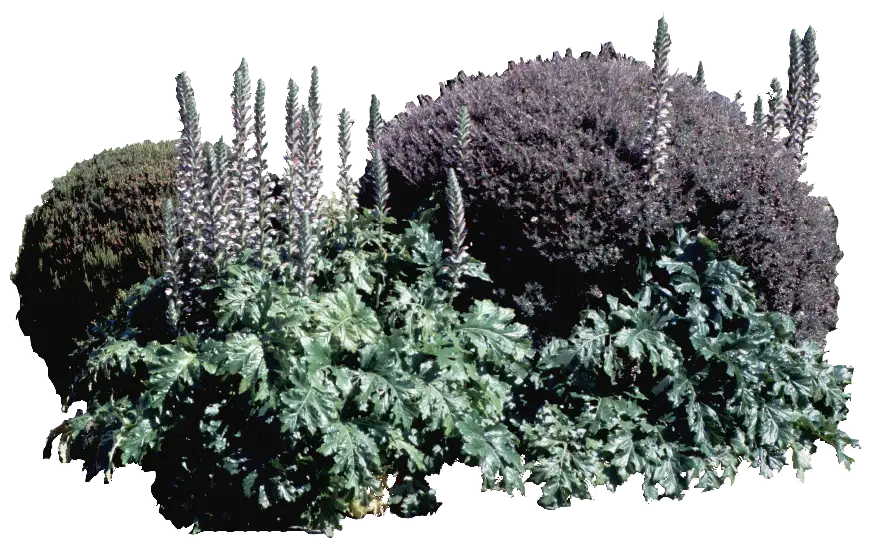 Green and Purple Bushes
