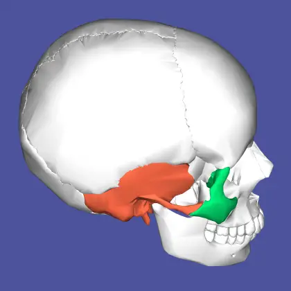Human Skull Diagram with Highlighted Areas