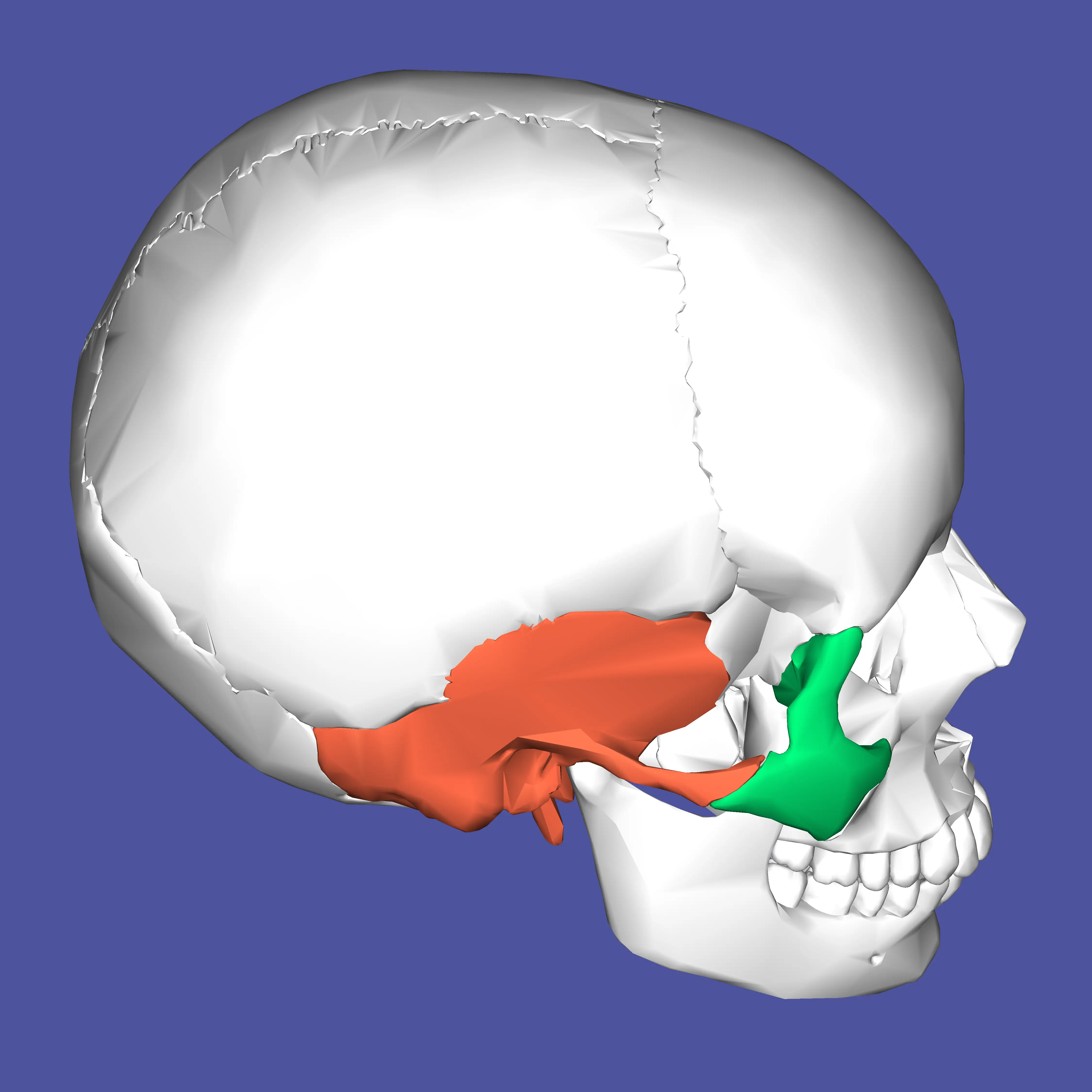 Human Skull Diagram with Highlighted Areas
