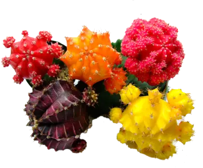 Colorful Cacti Arrangement