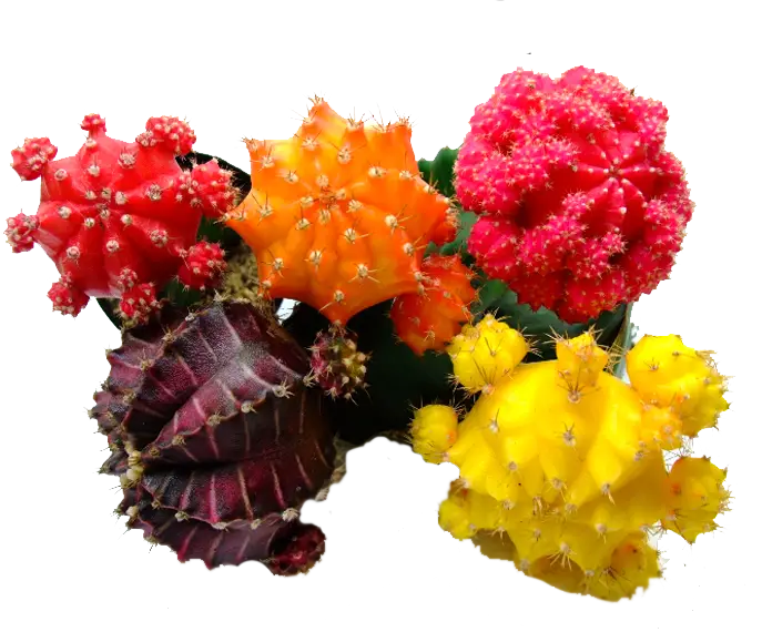 Colorful Cacti Arrangement