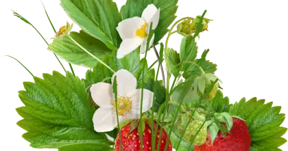 Strawberry Plant with Leaves and Flowers