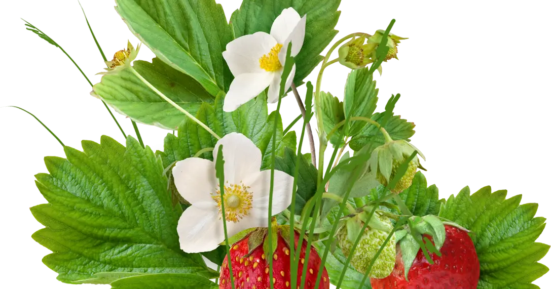 Strawberry Plant with Leaves and Flowers