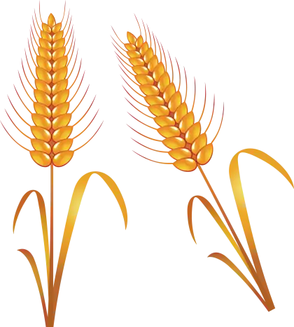 Golden Wheat Stalks Illustration