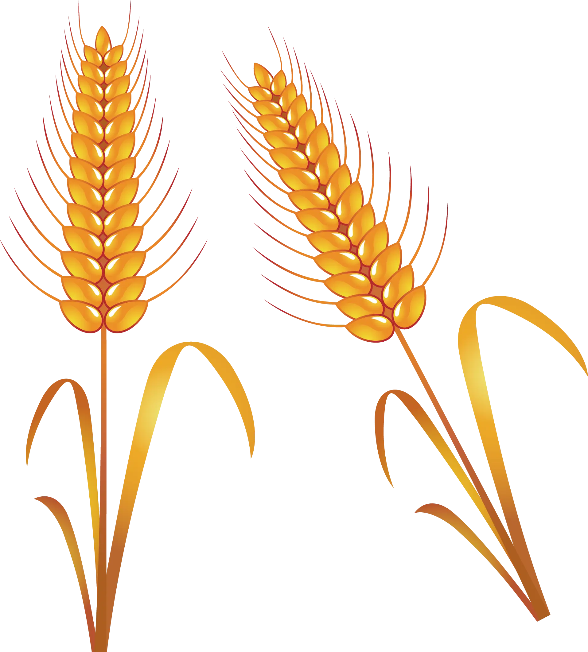 Golden Wheat Stalks Illustration