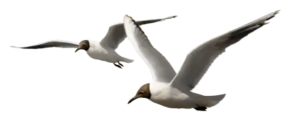 Two Flying Seagulls in Motion