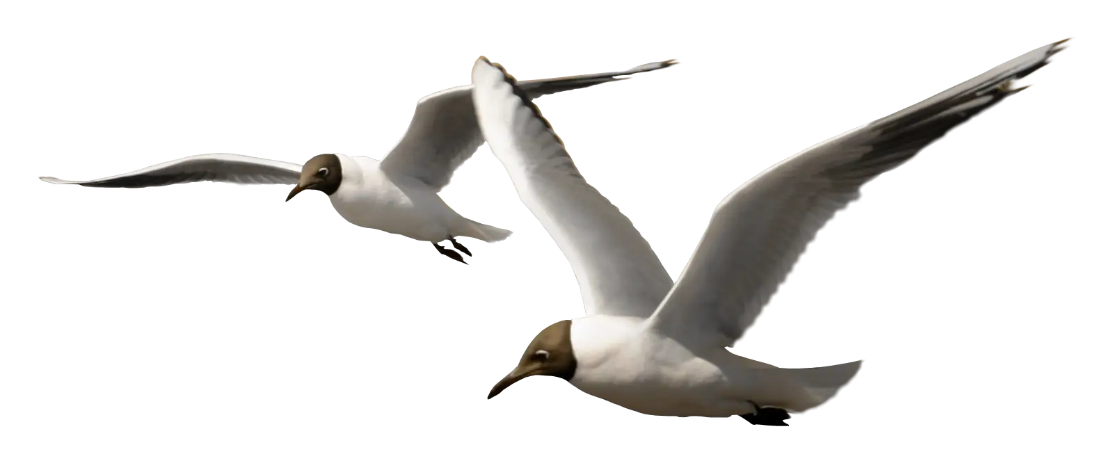 Two Flying Seagulls in Motion