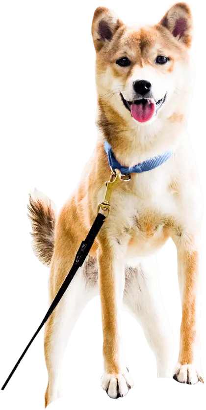 Happy Dog on Leash