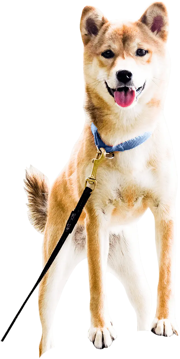Happy Dog on Leash