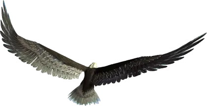 Soaring Eagle in Majestic Flight