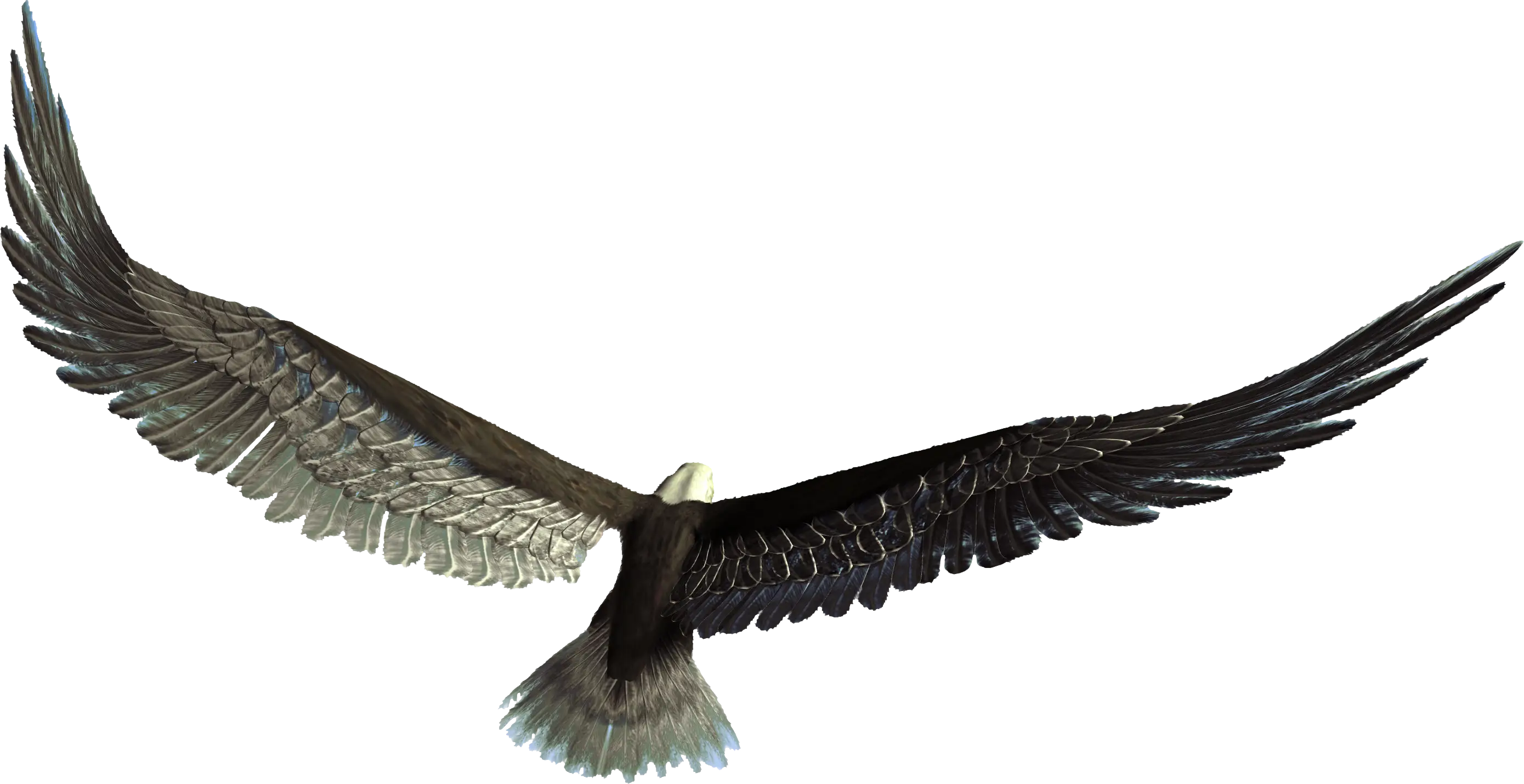 Soaring Eagle in Majestic Flight