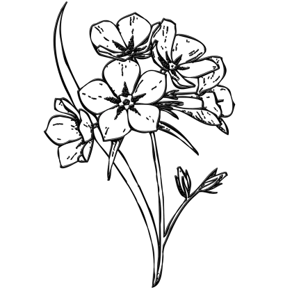 Black and White Flower Line Art