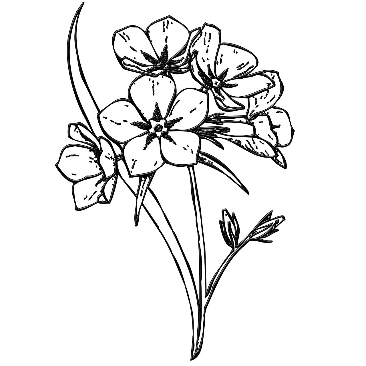 Black and White Flower Line Art