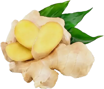Fresh Ginger Root with Slices