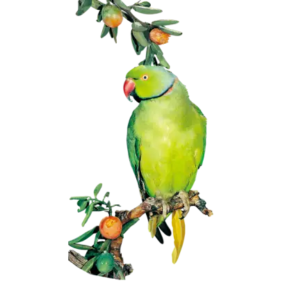 Green Parrot on Branch