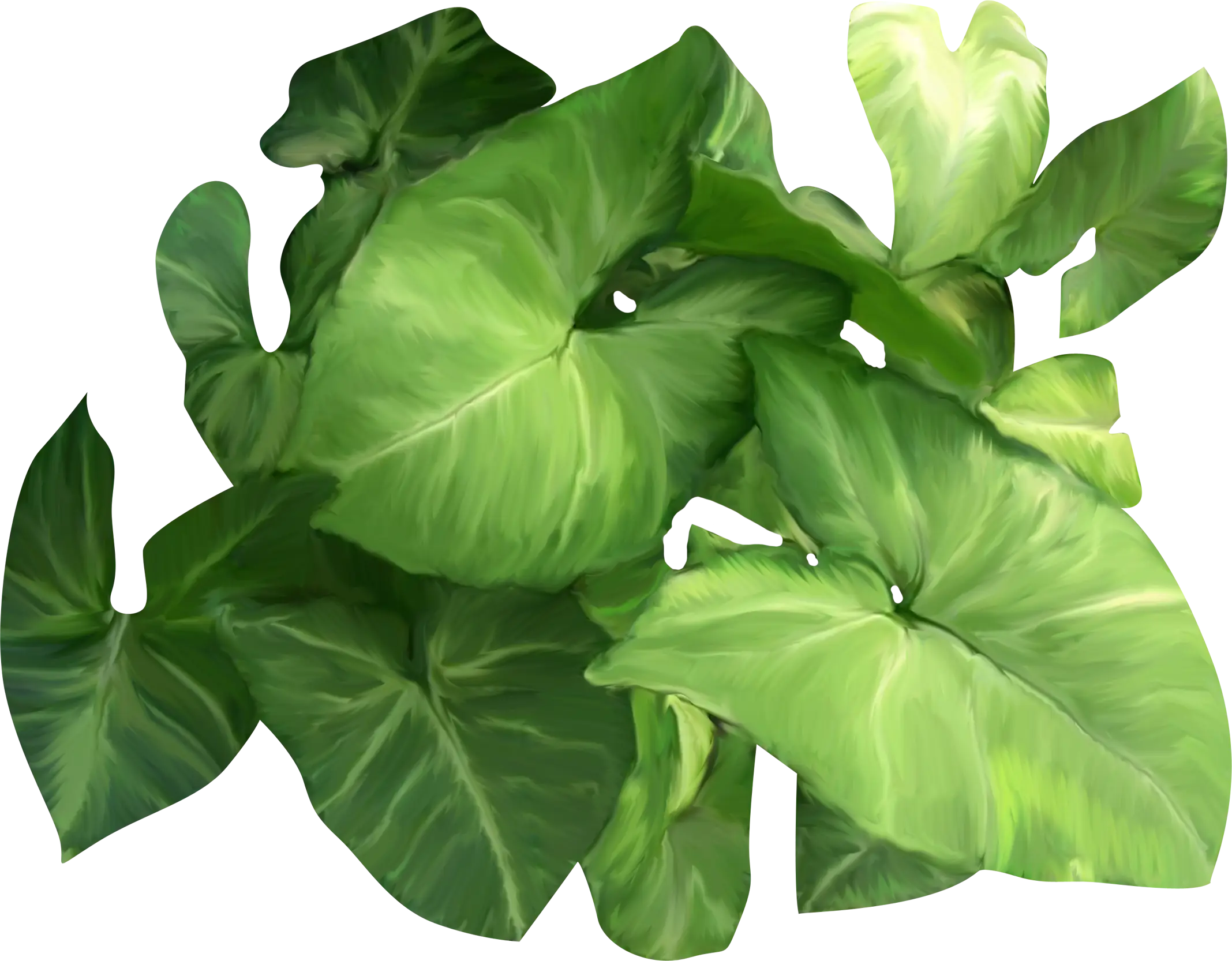 Green Tropical Leaves Illustration