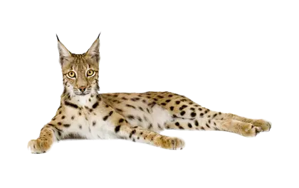 Serval Wild Cat Lying Down