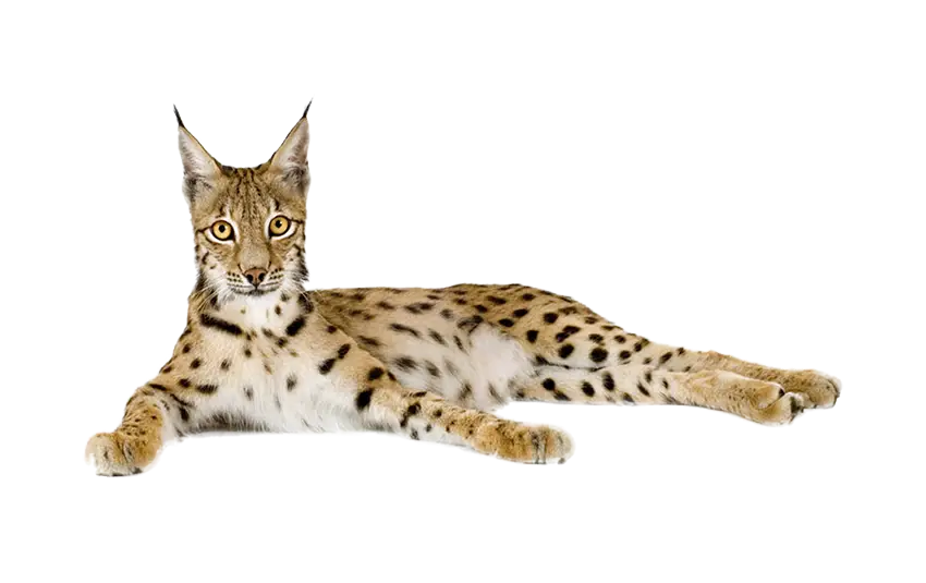 Serval Wild Cat Lying Down