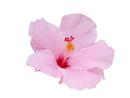 Beautiful Pink Hibiscus Flower