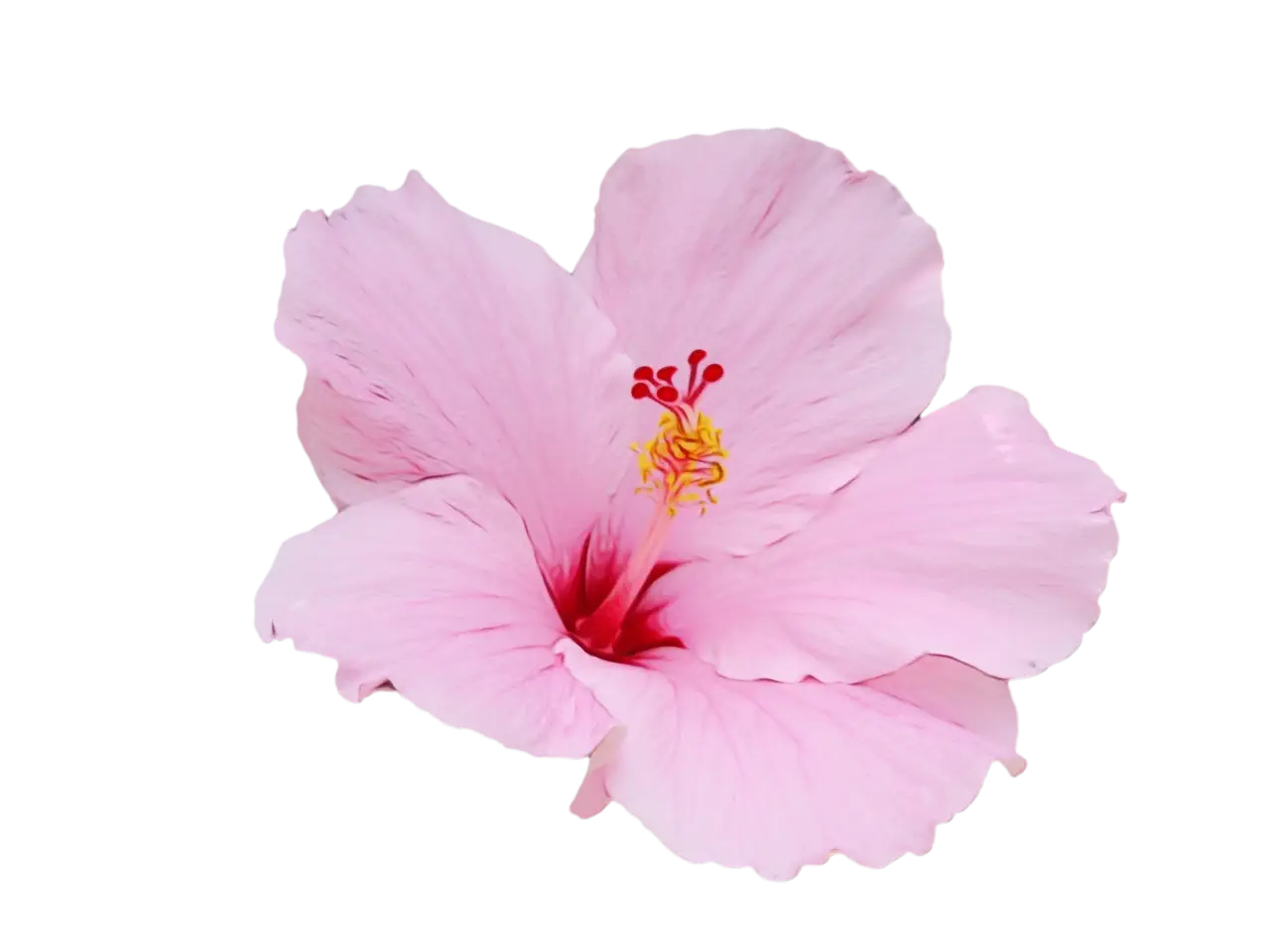 Beautiful Pink Hibiscus Flower