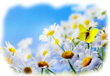 Beautiful Daisies with a Yellow Butterfly