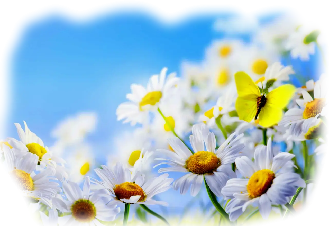 Beautiful Daisies with a Yellow Butterfly