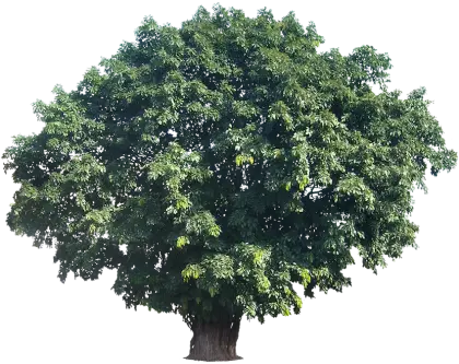Lush Green Tree with Dense Foliage