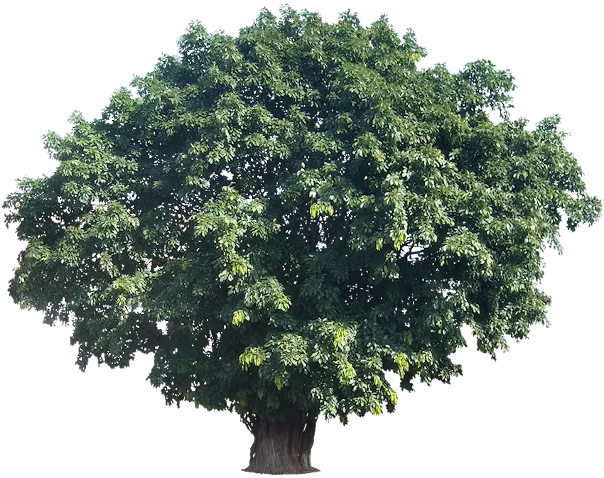 Lush Green Tree with Dense Foliage