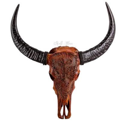 Buffalo Skull with Horns