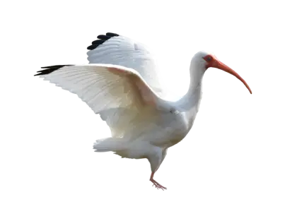 White Ibis in Flight with Red Beak