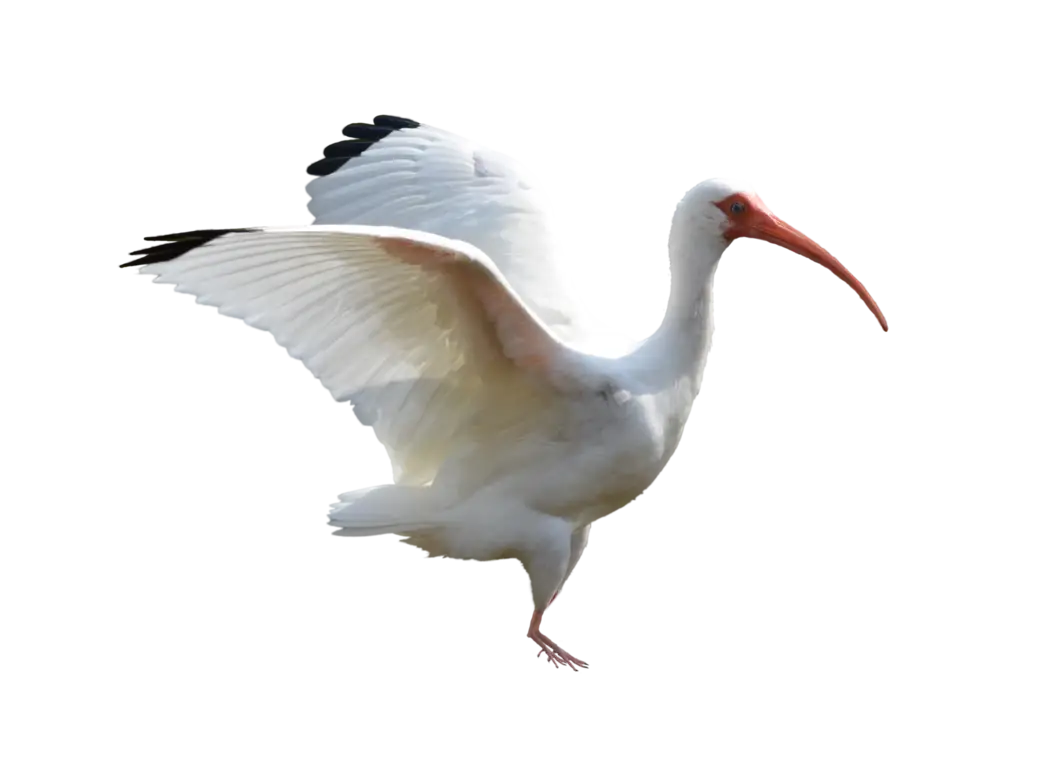 White Ibis in Flight with Red Beak