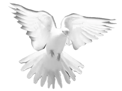 White Dove in Flight